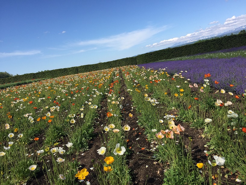 hokkaido-hana.jpg